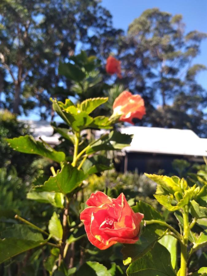 Sky Island Studios Tamborine Mountain Exterior photo